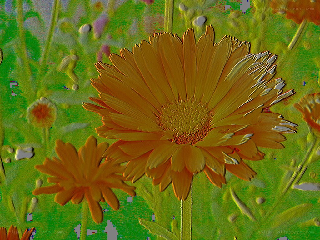 Orange flowers in a field