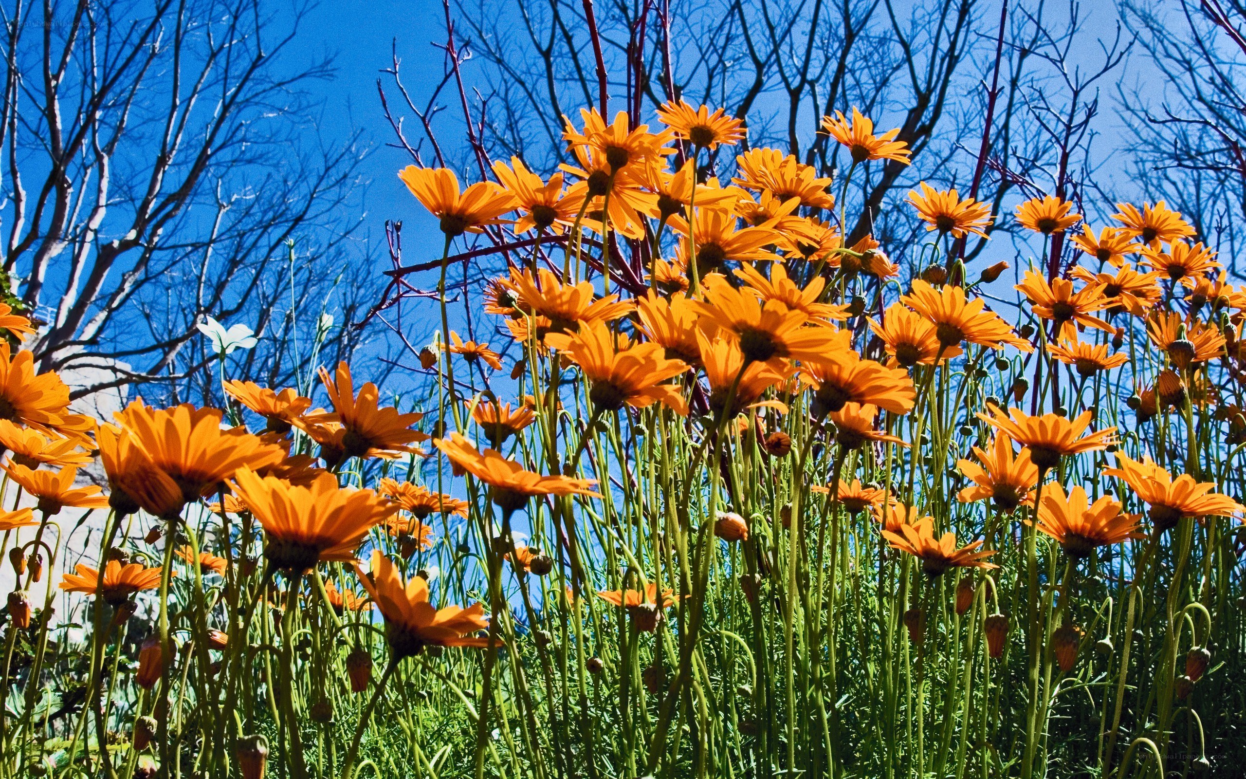 Orange flowers in a field