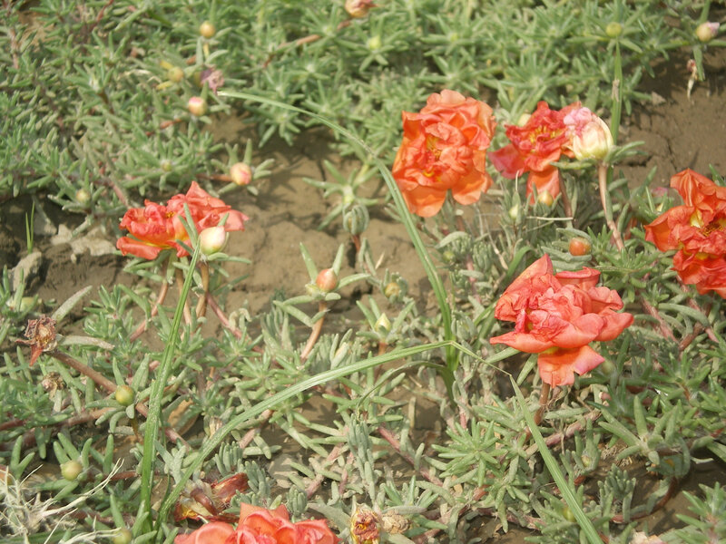 Orange flowers in a garden