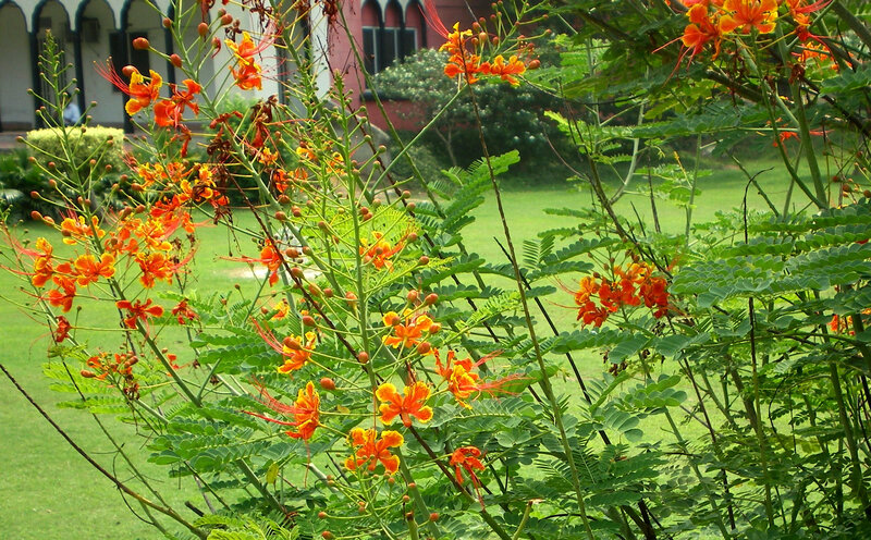 Orange flowers in a garden