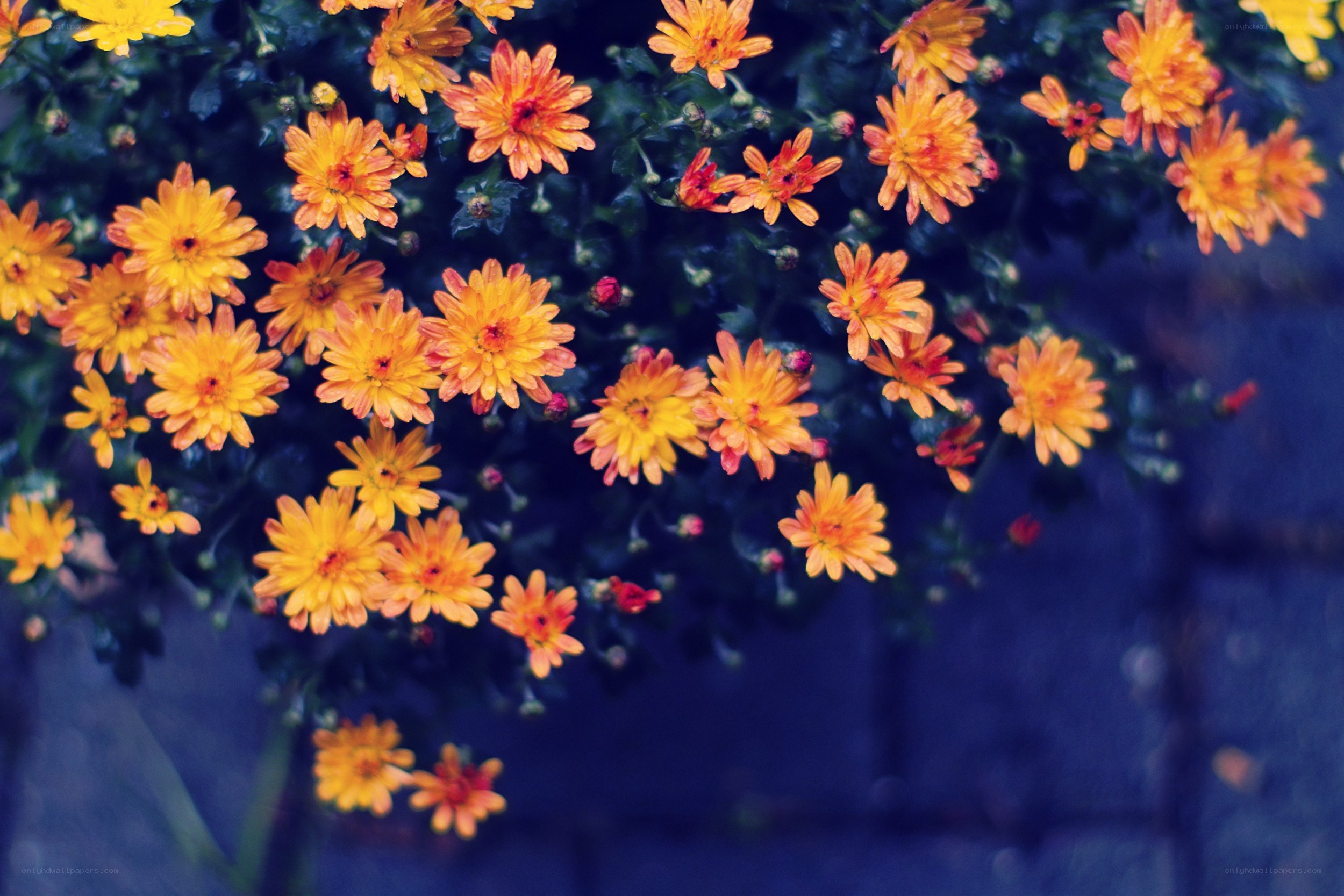 Orange flowers in a garden