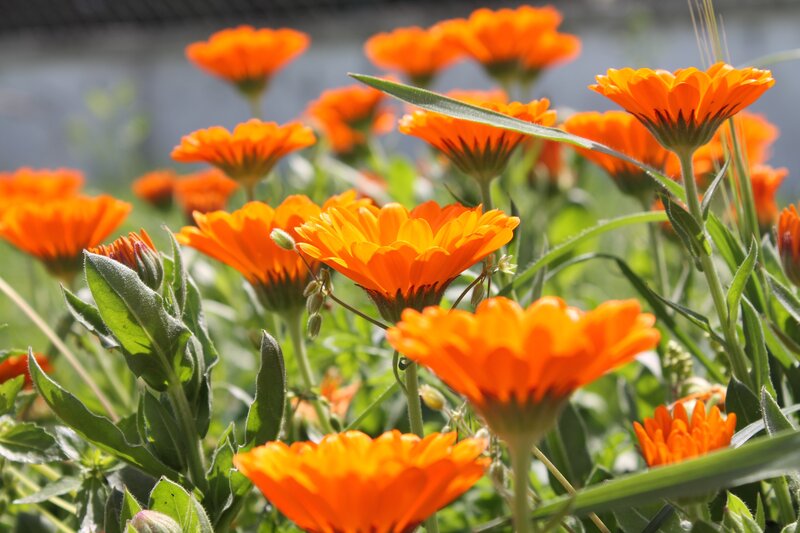 Orange flowers in a garden