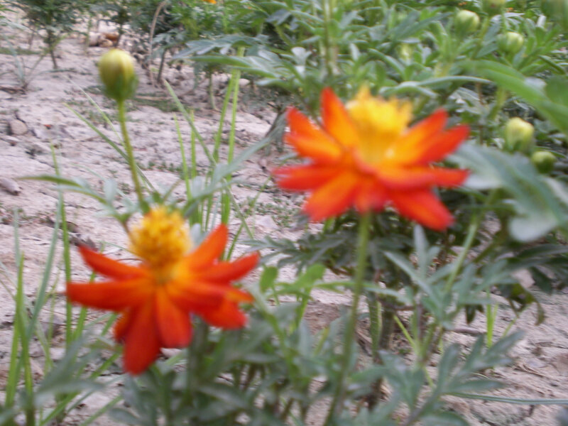 Orange flowers in a garden
