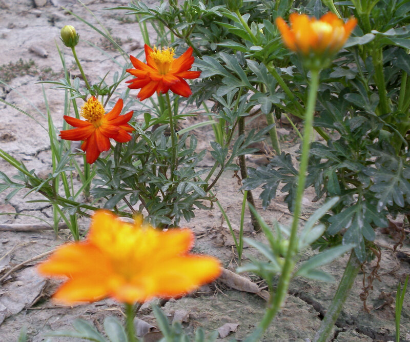 Orange flowers in a garden