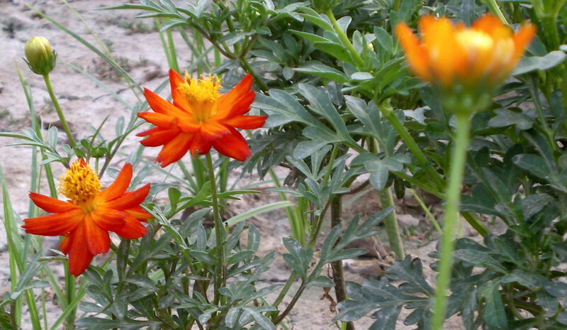 orange flowers in a garden