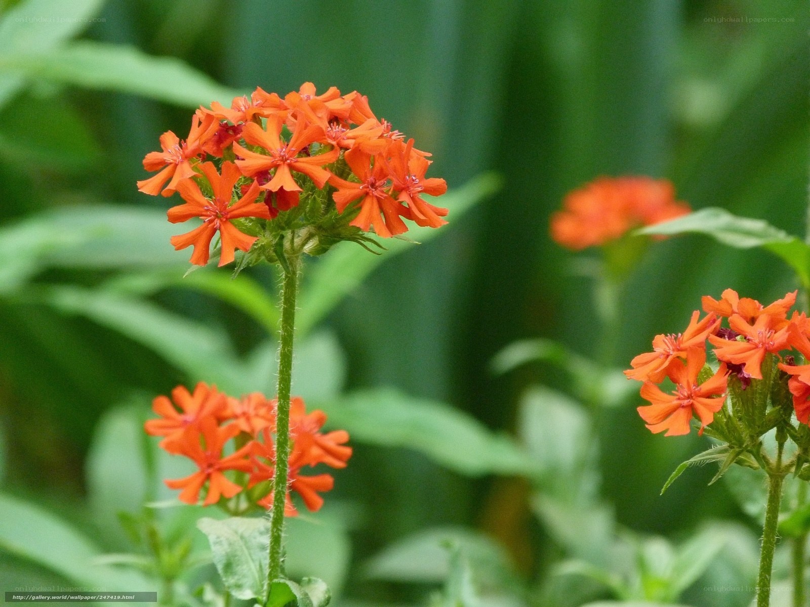 Orange flowers in a garden