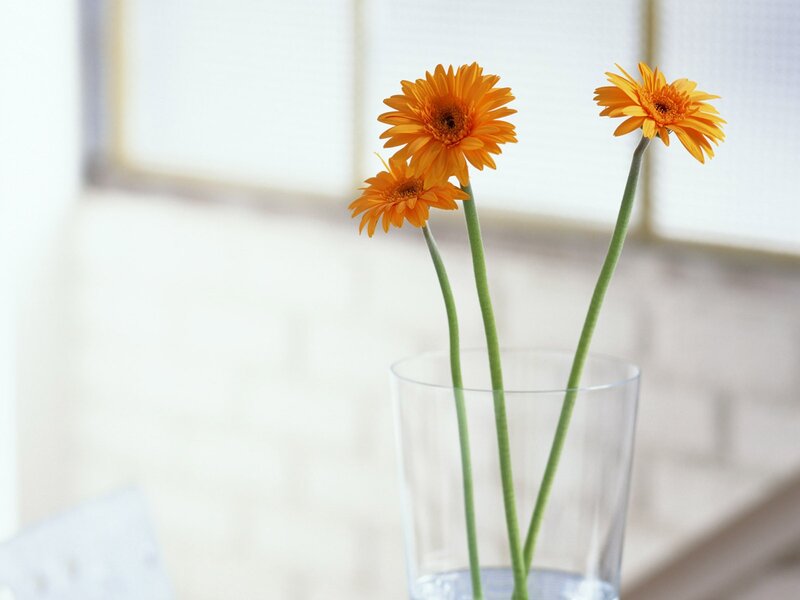 Orange flowers in a glass vase