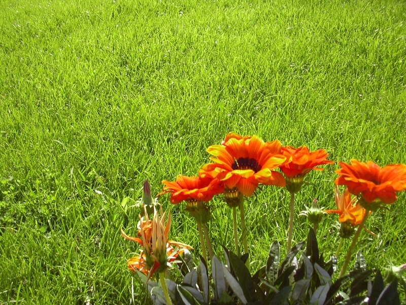 Orange flowers in a grassy field