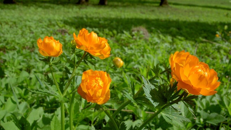 Orange flowers in a green field