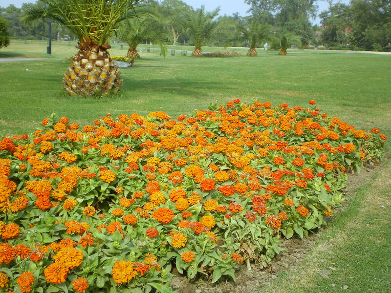 Orange flowers in a park
