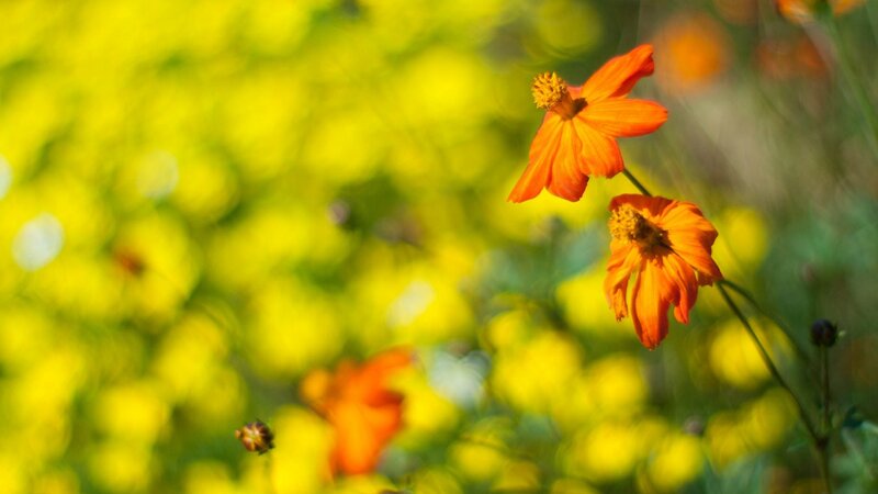 Orange flowers in a sunny field