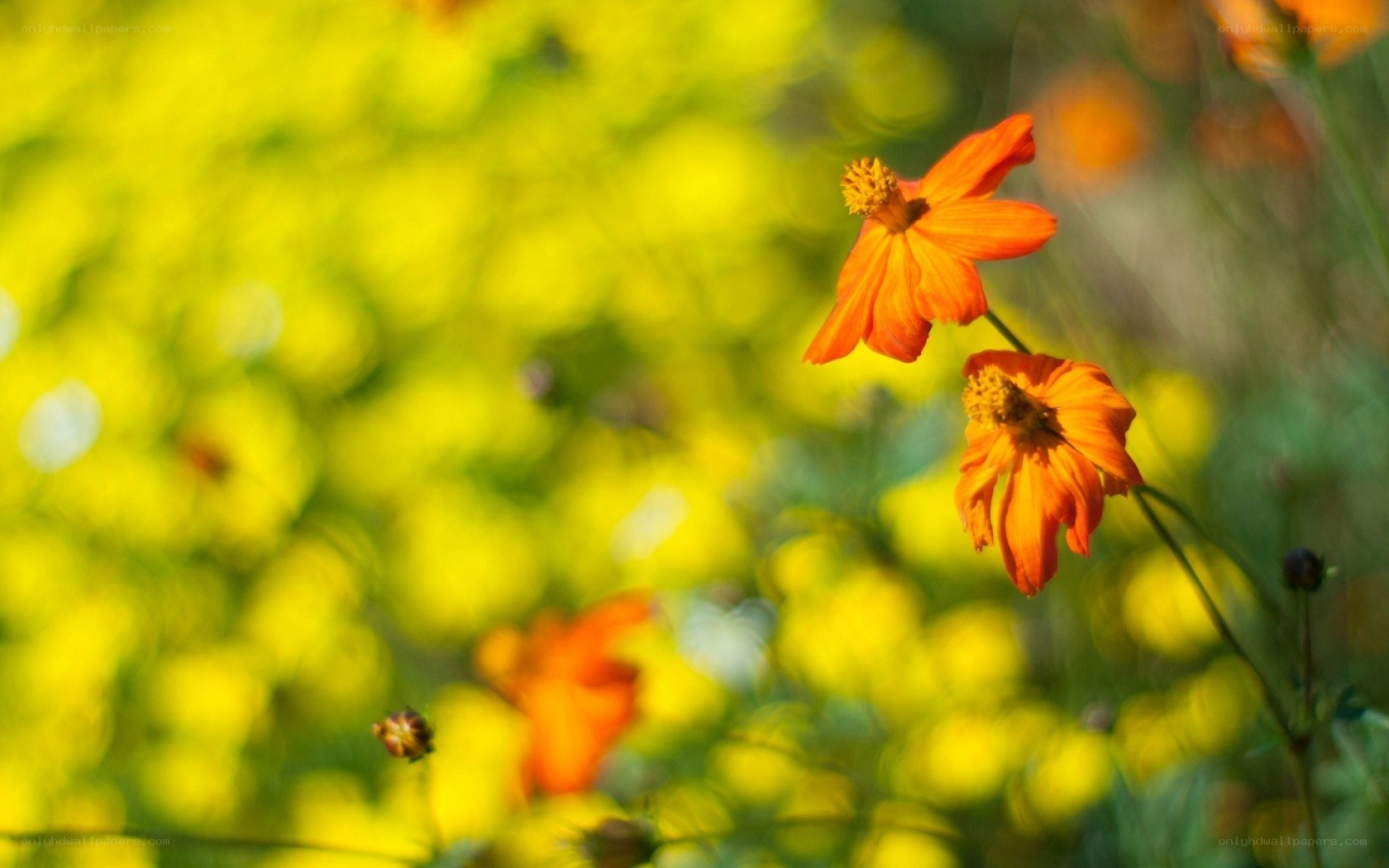 Orange flowers in a sunny field
