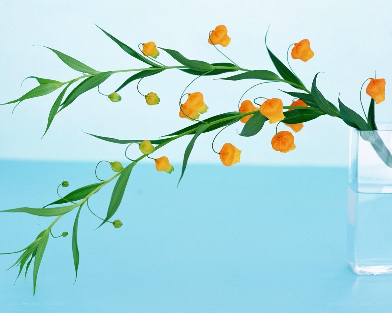 orange flowers in a vase