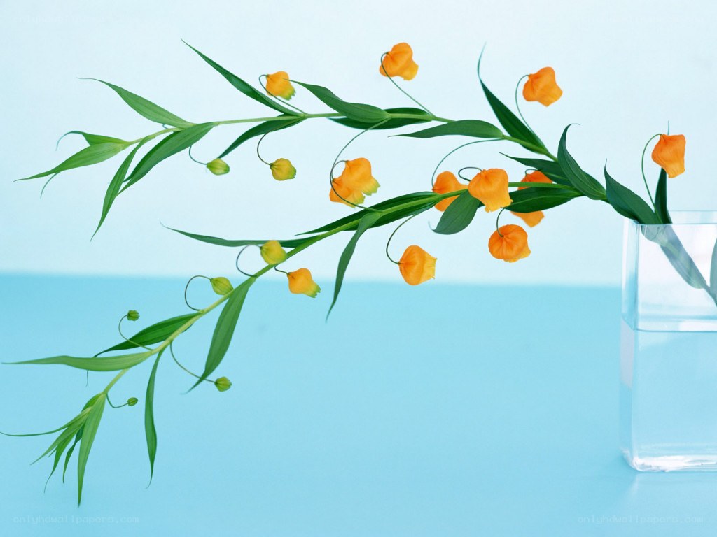 orange flowers in a vase