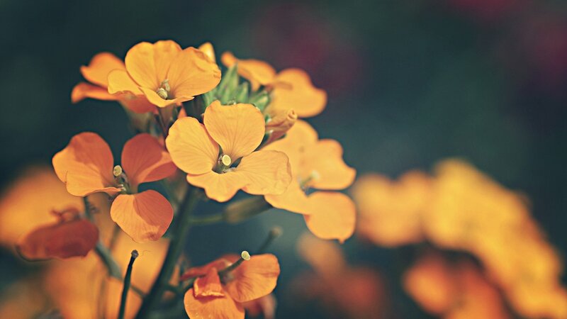 Orange Flowers in Bloom — Calm