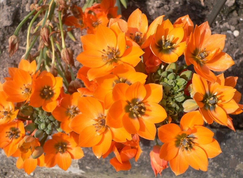 Orange Flowers in Bloom — Natural