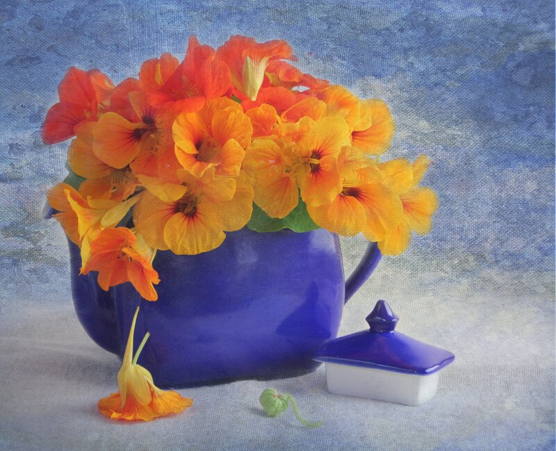 Orange Flowers in Blue Pot