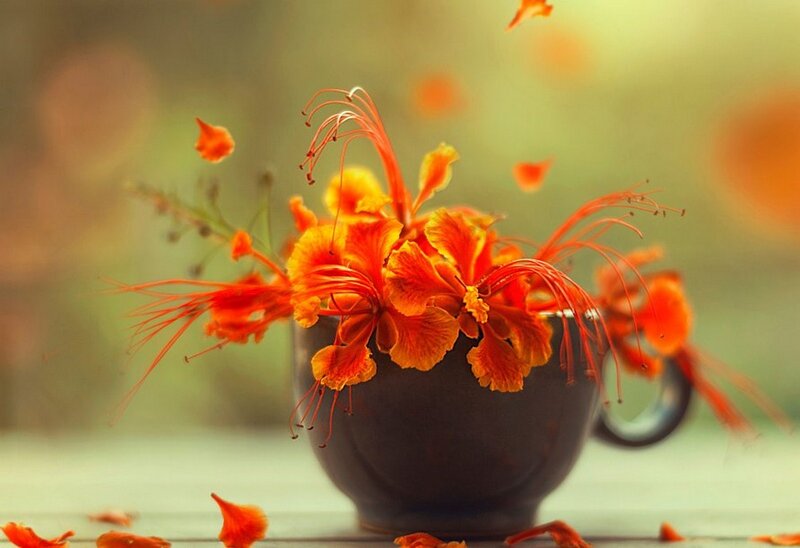 Orange Flowers in Cup