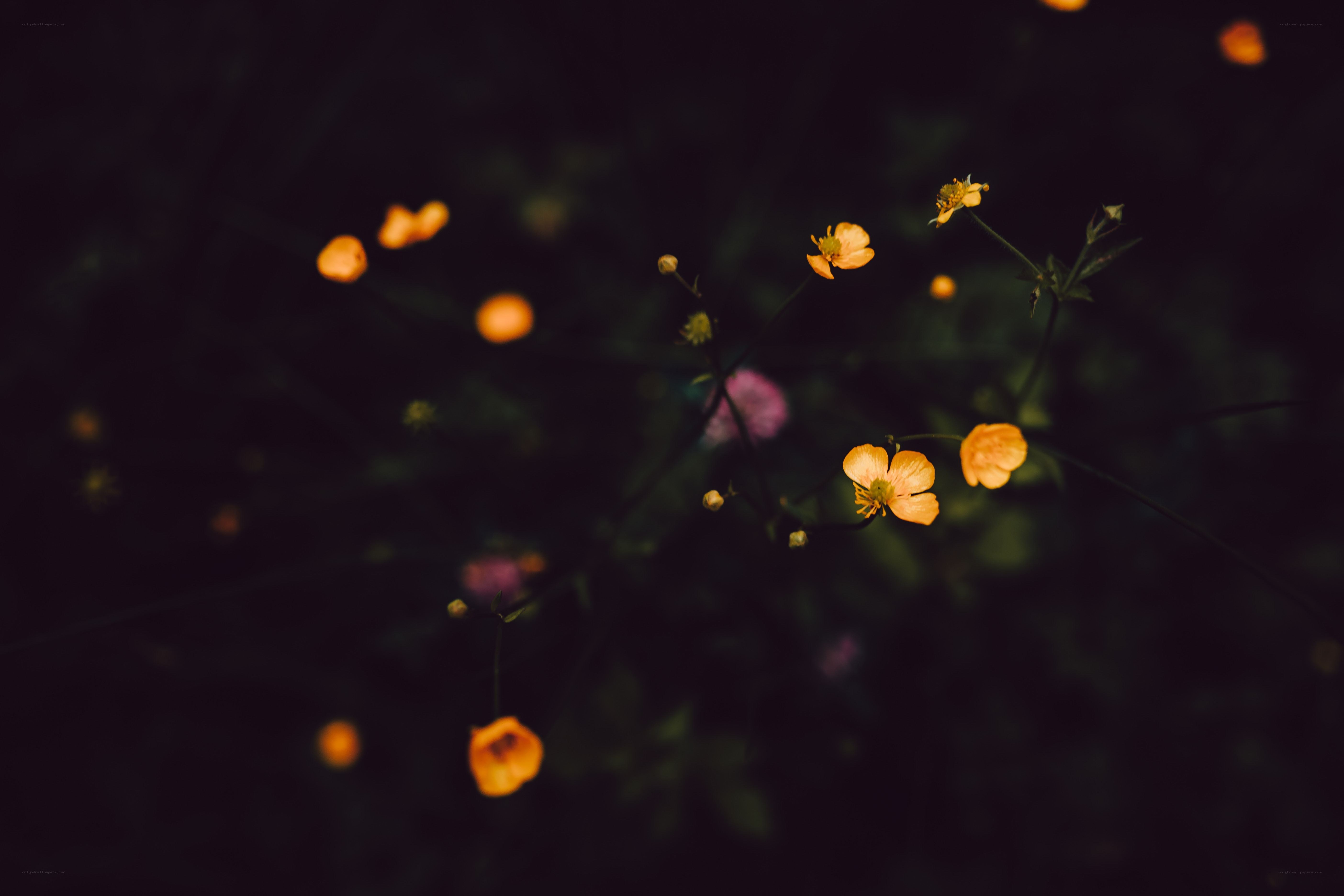 Orange flowers in dark garden