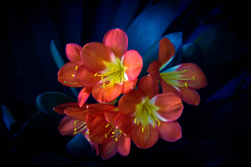 Orange Flowers in Dark — Red