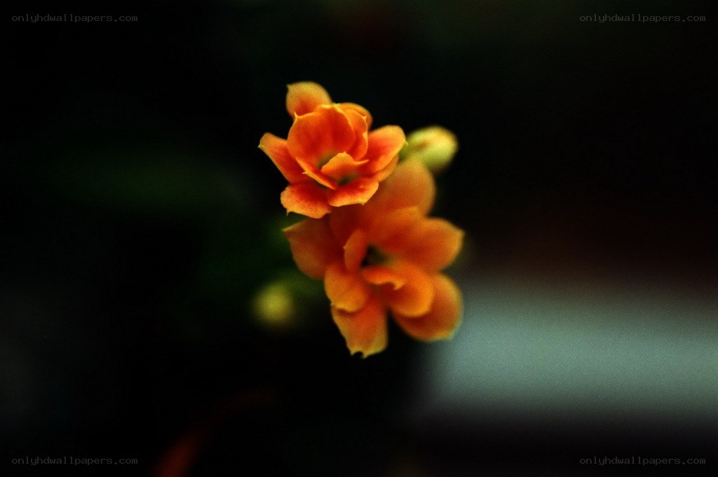 Orange flowers in dark setting
