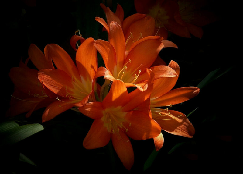 Orange Flowers in Dark