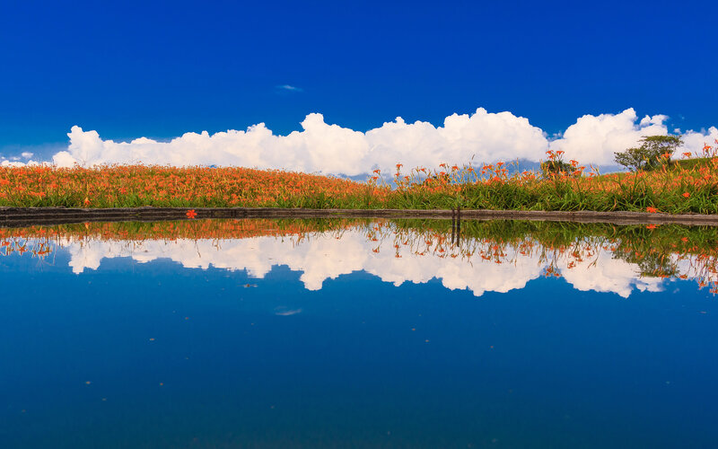 Orange Flowers in Field — Blue