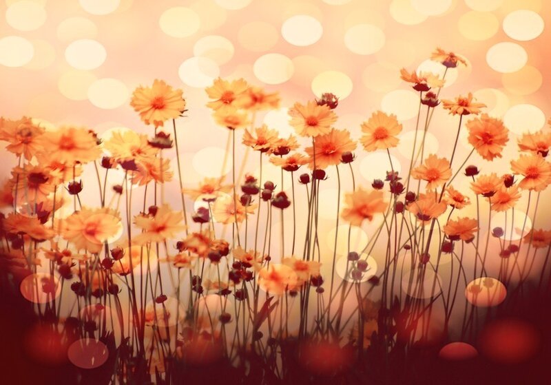 Orange Flowers in Field
