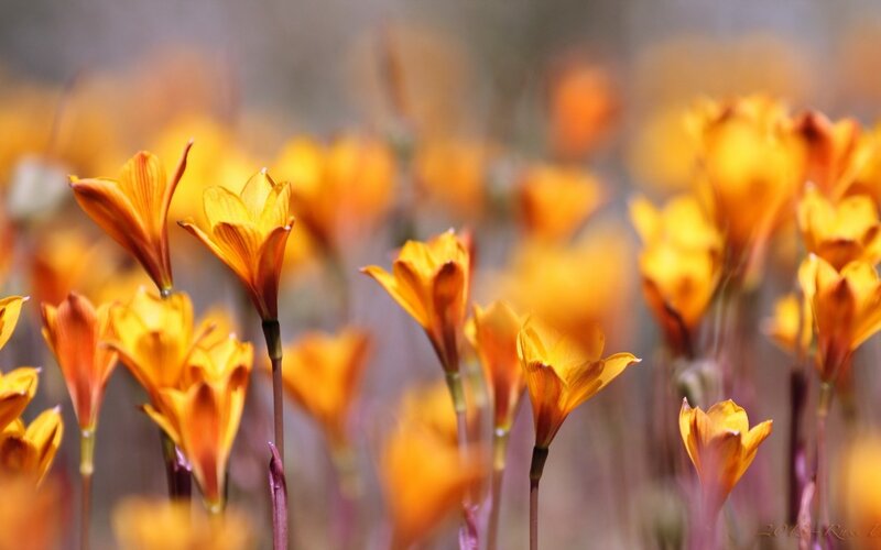 Orange Flowers in Field — Yellow, Serene