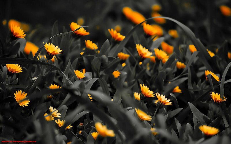 Orange Flowers in Field — Yellow