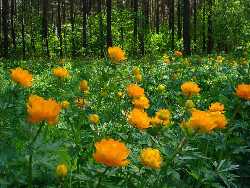 Orange Flowers in Forest
