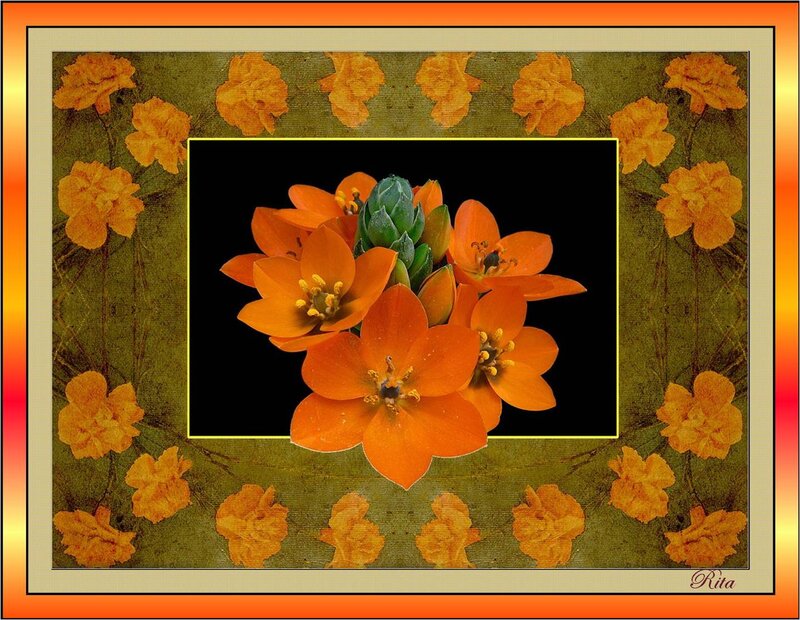 Orange Flowers in Frame