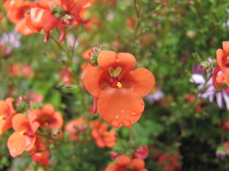 orange flowers in garden