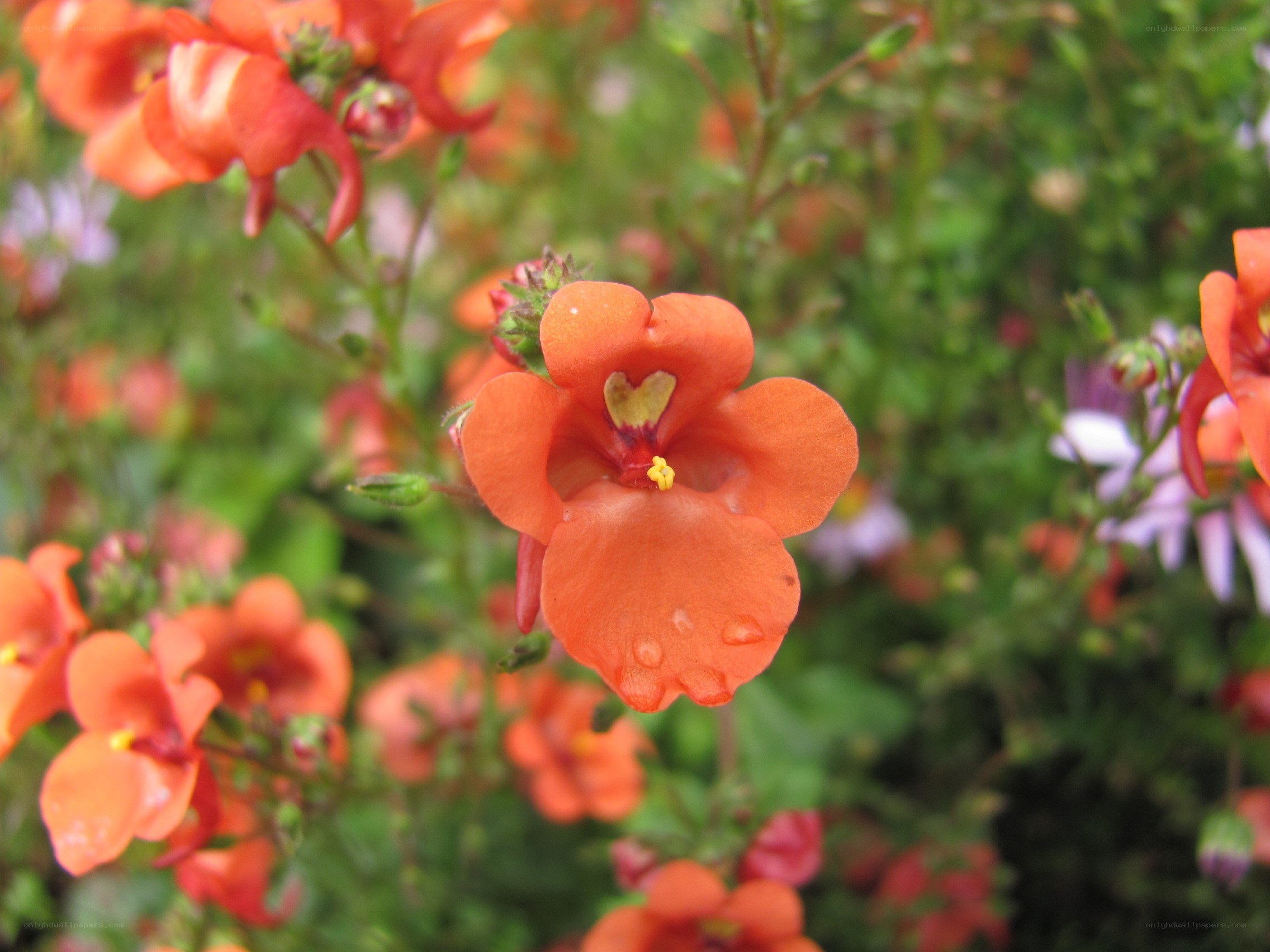 orange flowers in garden