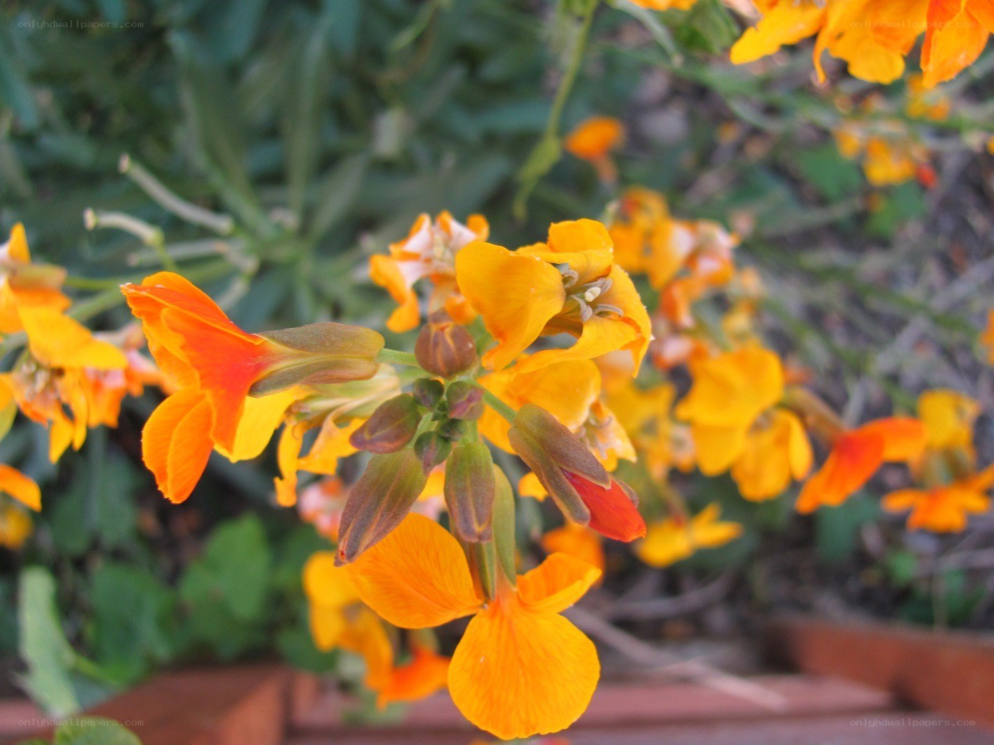 orange flowers in garden