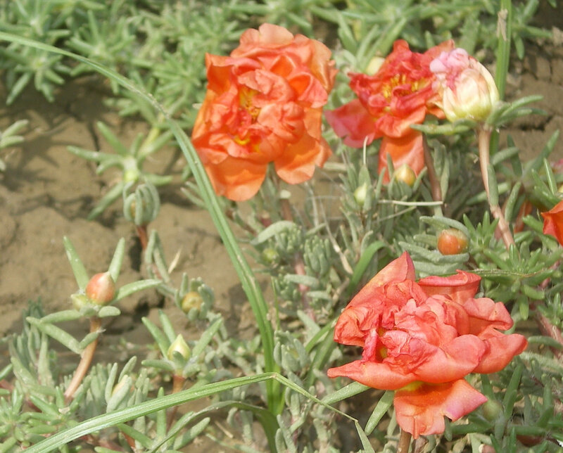 orange flowers in garden
