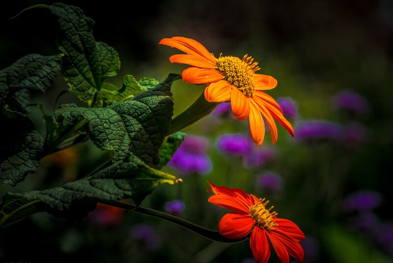 Orange Flowers in Garden — Dramatic