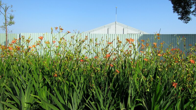 Orange Flowers in Garden — Green