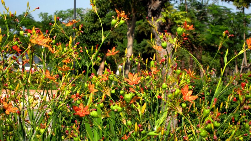 Orange Flowers in Garden — Serene