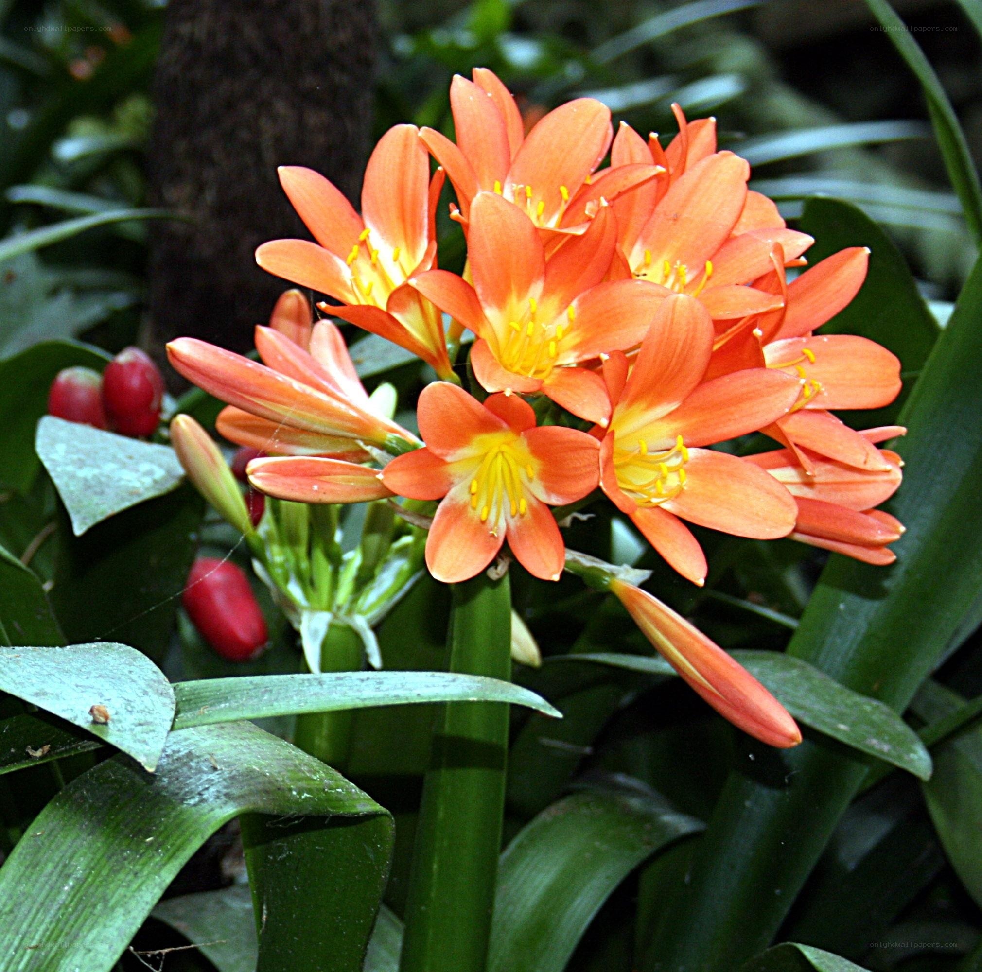 orange flowers in garden