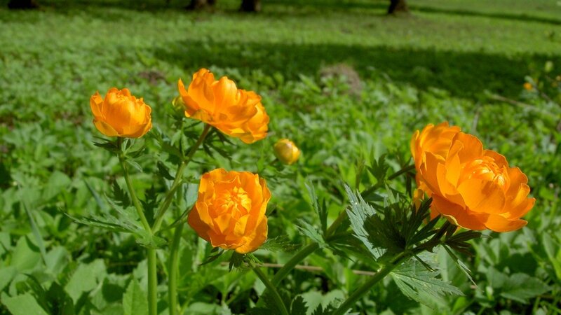 Orange Flowers in Grass