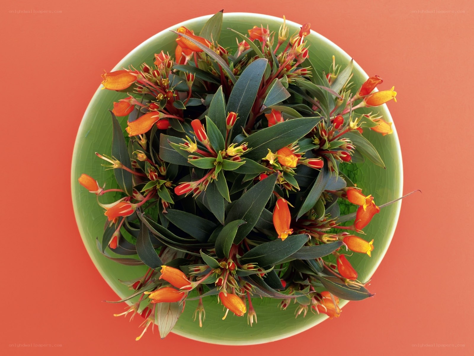 orange flowers in green bowl