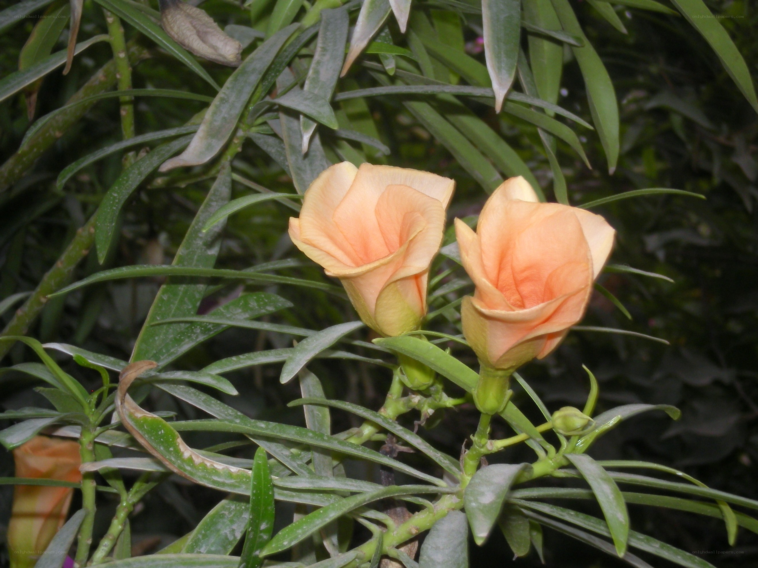 orange flowers in green foliage