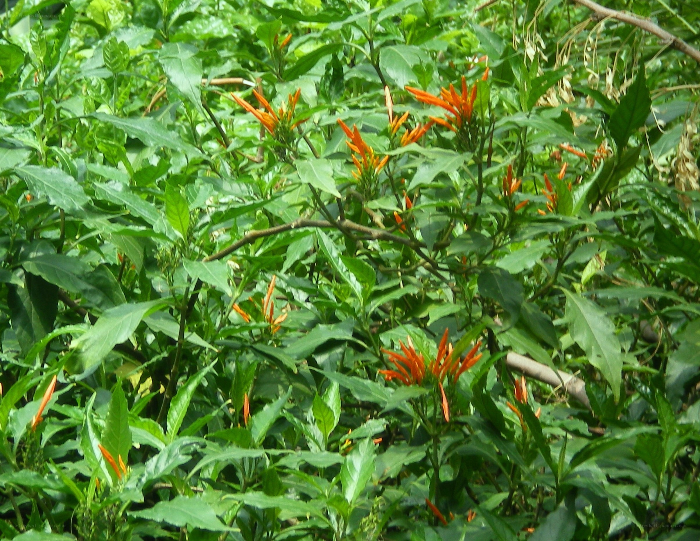 orange flowers in green foliage