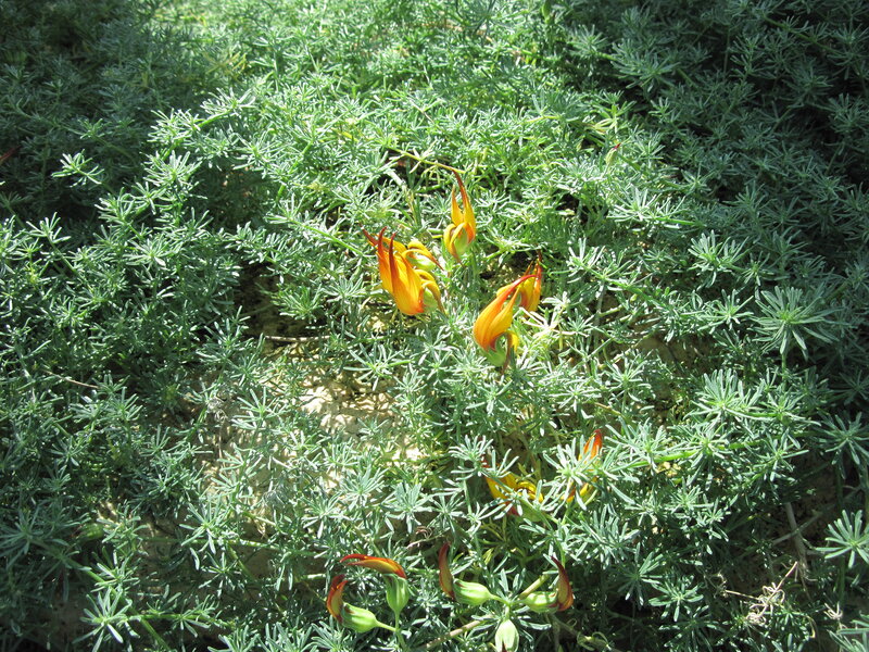 Orange Flowers in Green Foliage — Natural