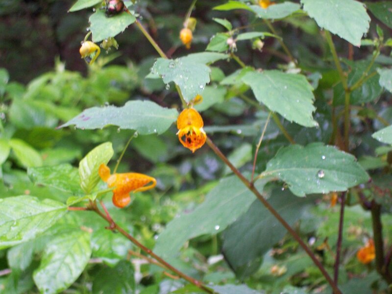 orange flowers in green foliage