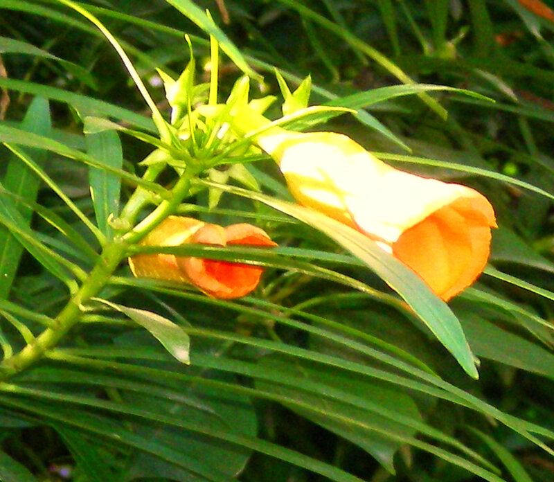 orange flowers in green leaves