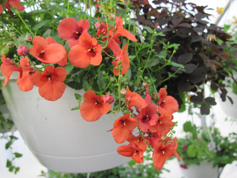 Orange Flowers in Hanging Pot — Calm