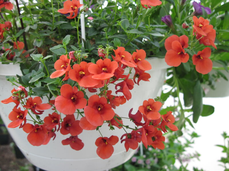 Orange Flowers in Hanging Pot