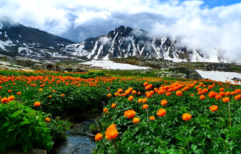 Orange Flowers in Mountain